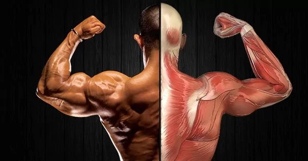 Como Whey Protein Age no Corpo? 1 imagem 2024 02 06 113419410